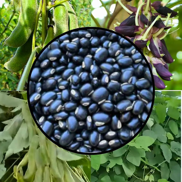 Mucuna Pruriens